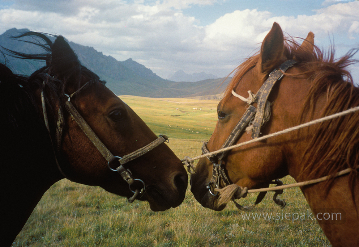 Horses