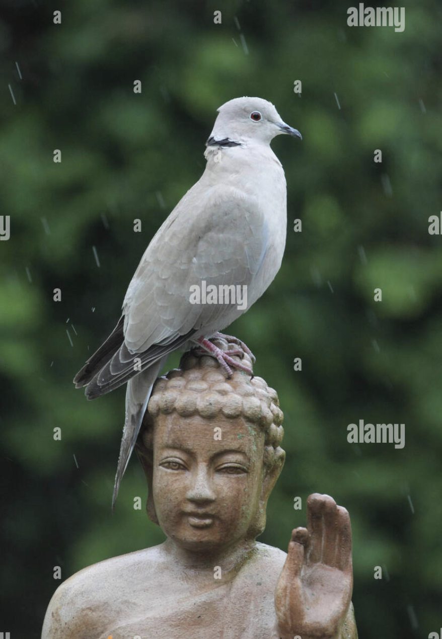 Collared Dove - Sierpowka