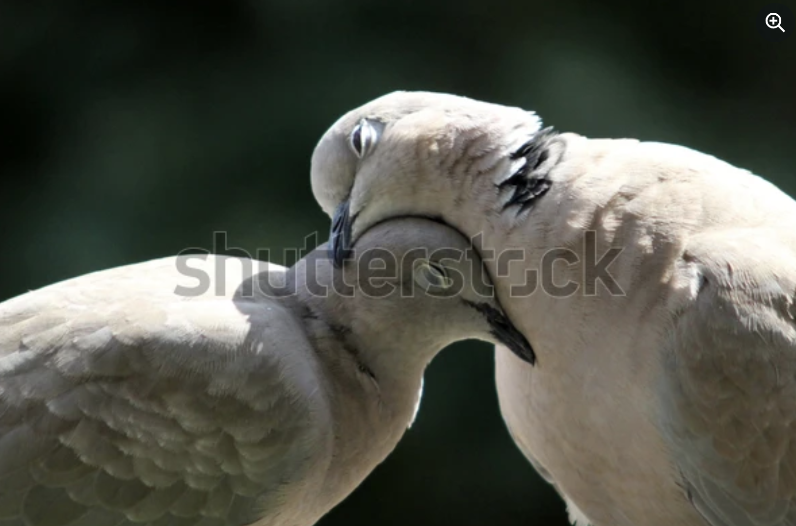 Collared Dove - Sierpowka