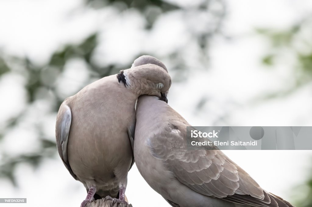 Collared Dove - Sierpowka