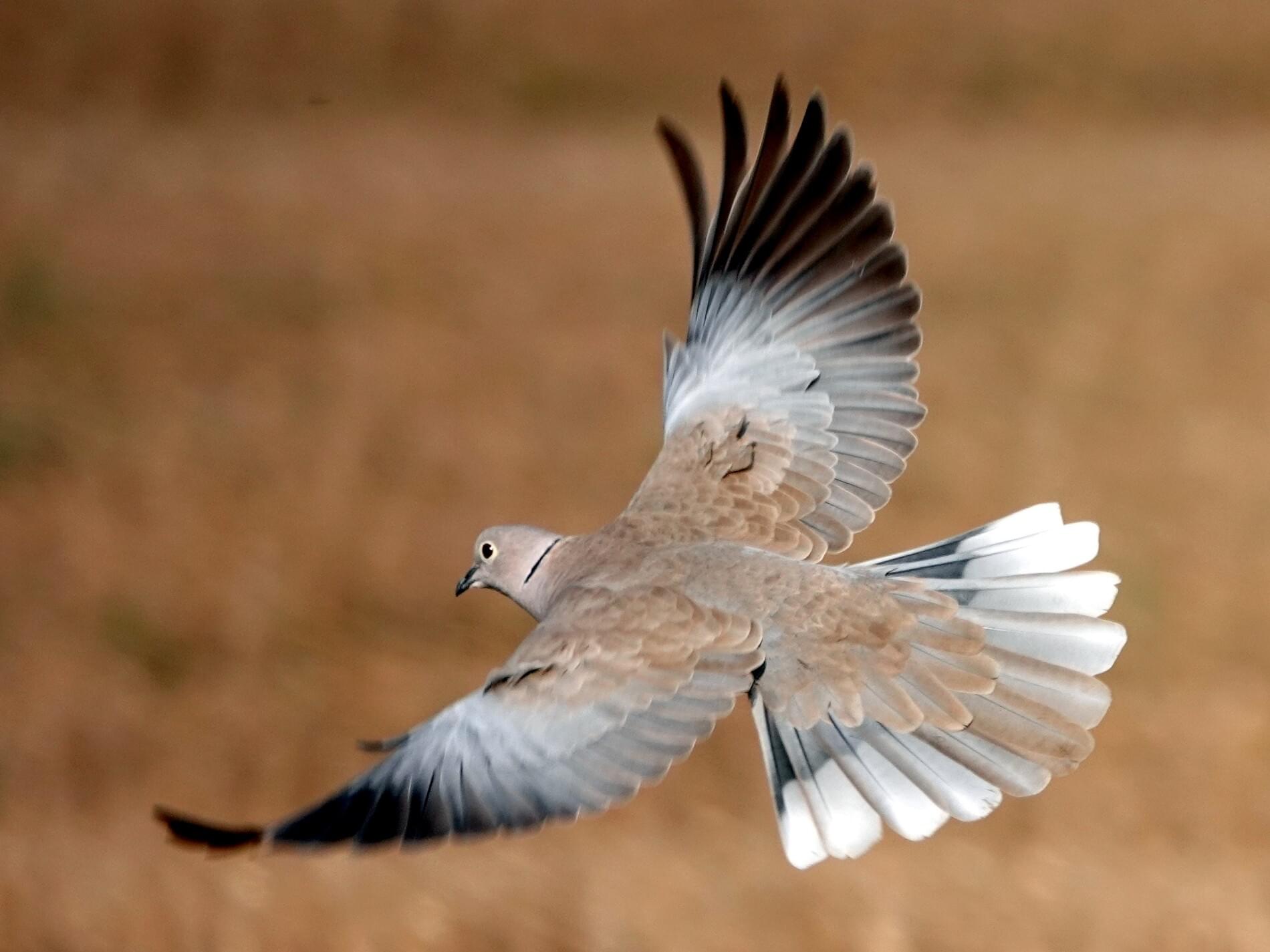 Collared Dove - Sierpowka