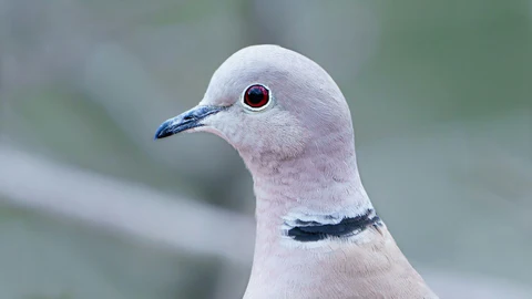 Collared Dove - Sierpowka