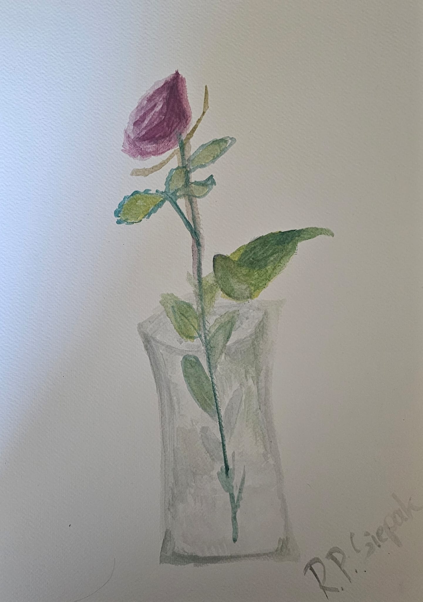 Rose, Watercolor, artist: R. P. Siepak, produced: May 2025, as: Available for Acquiry